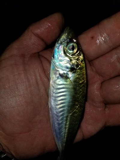 エサ無しサビキはルアーってことで