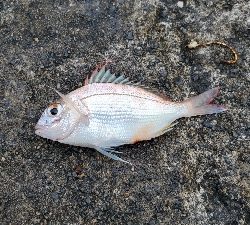 カマス ほか3種