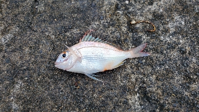 カマス ほか3種