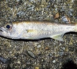 アジ　ほか2種