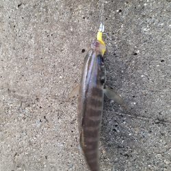 夕まづめフィッシング