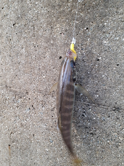 夕まづめフィッシング