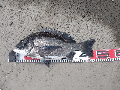 なんちゃってスライダー釣法で釣れました！