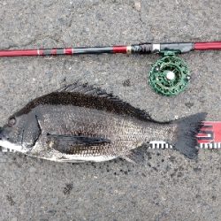 年無しに あと1cm