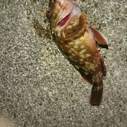 祝♥️奈保子さんお誕生日釣行！