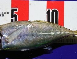 リベンジマッチ