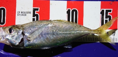 リベンジマッチ