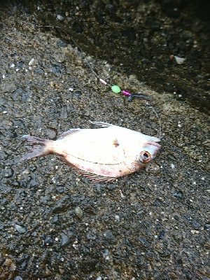 思わぬ強烈なアタリに対応出来ず…