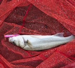 朝マズメトップシーバス