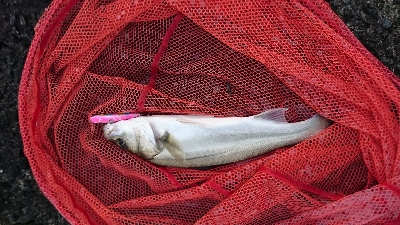 朝マズメトップシーバス