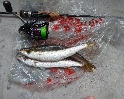 釣果は、右肩下がりだけど、カマスは最高❗️