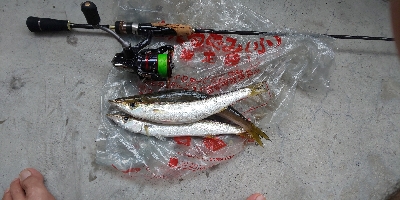 釣果は、右肩下がりだけど、カマスは最高&#…