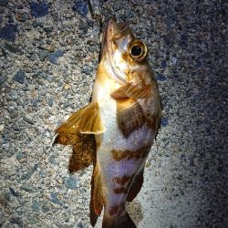 仕事終わりメバリング