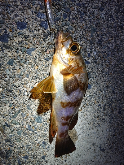 仕事終わりメバリング