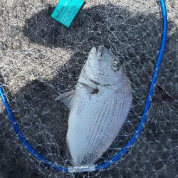 赤と黒を目指して