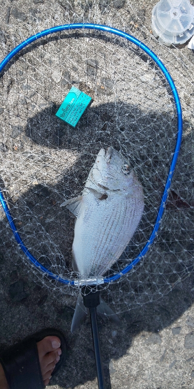 赤と黒を目指して