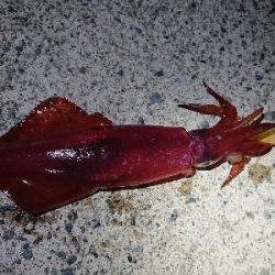 仕事終わりケンサキイカ狙い