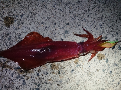 仕事終わりケンサキイカ狙い