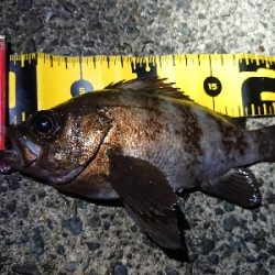 仕事終わりメバリング