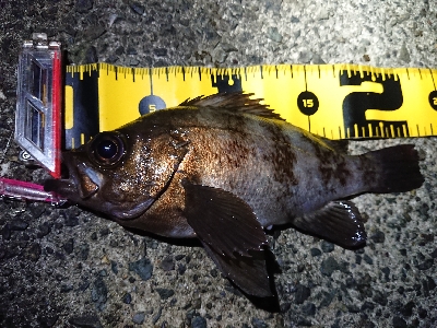 仕事終わりメバリング