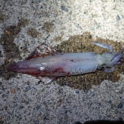 朝マズメ、ケンサキイカ狙い