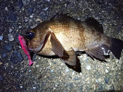 ちょこっとメバリング