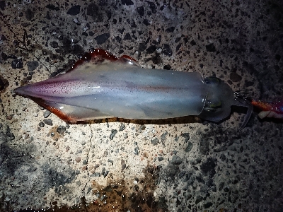 雨上がりに……