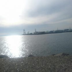 タコ釣れました。