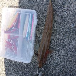 まさかの獲物!!