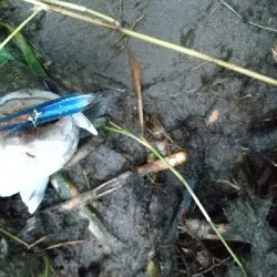 紀ノ川シーバス４本