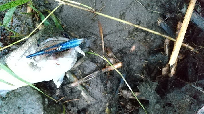 紀ノ川シーバス４本