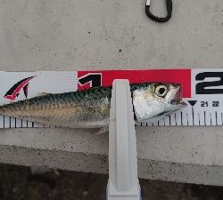 マイクロジグサビキ