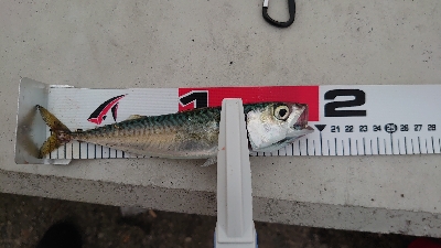 マイクロジグサビキ