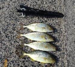 アジングdeネリゴ