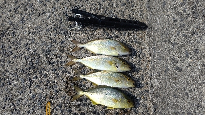 アジングdeネリゴ