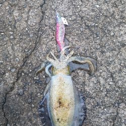 激濁りの後、、、