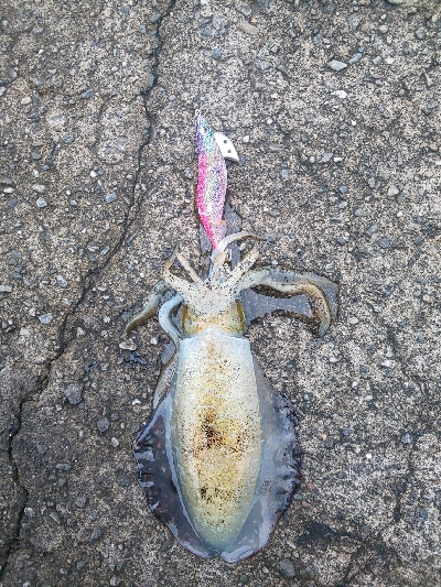 激濁りの後、、、