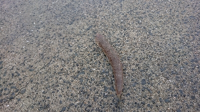 ショアジギ釣行