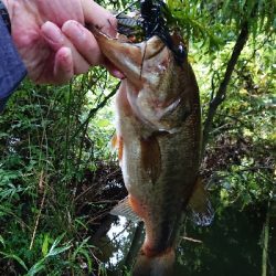 伝統のカバージグ