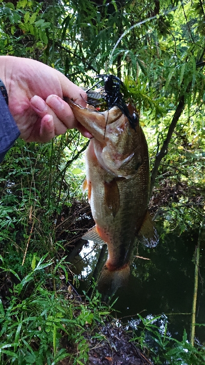 伝統のカバージグ