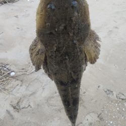 マゴチ60cmUPならず。