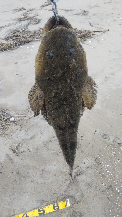 マゴチ60cmUPならず。