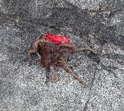 やっぱりタコ釣り