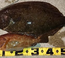 65cmの外道ヒラメ