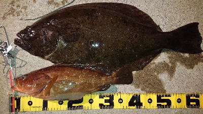 65cmの外道ヒラメ