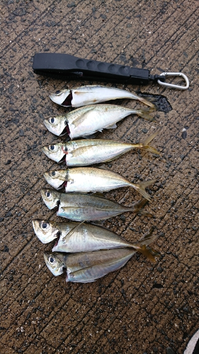 アジング    まだ釣れる