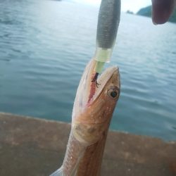 ケンサキ一杯、エソいっぱい