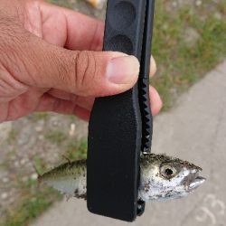 サバが大きくなってきた♪