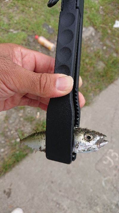 サバが大きくなってきた♪