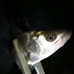 雨あとのシーバス！アジ！